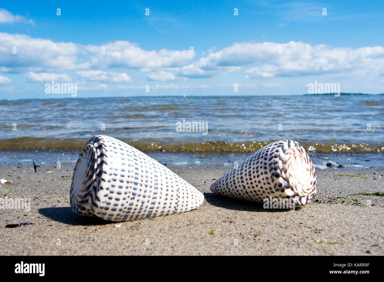 Costa Baltica, cozze nella sabbia, ostseekueste, muscheln sabbia im Foto Stock