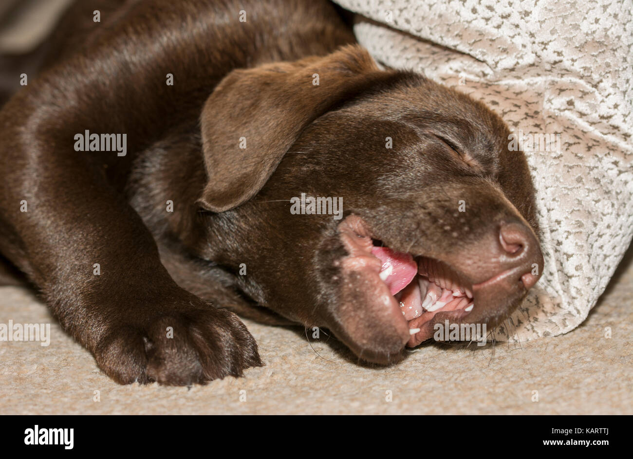 Vista ingrandita di un giocoso cioccolato labrador cucciolo con la bocca aperta Foto Stock