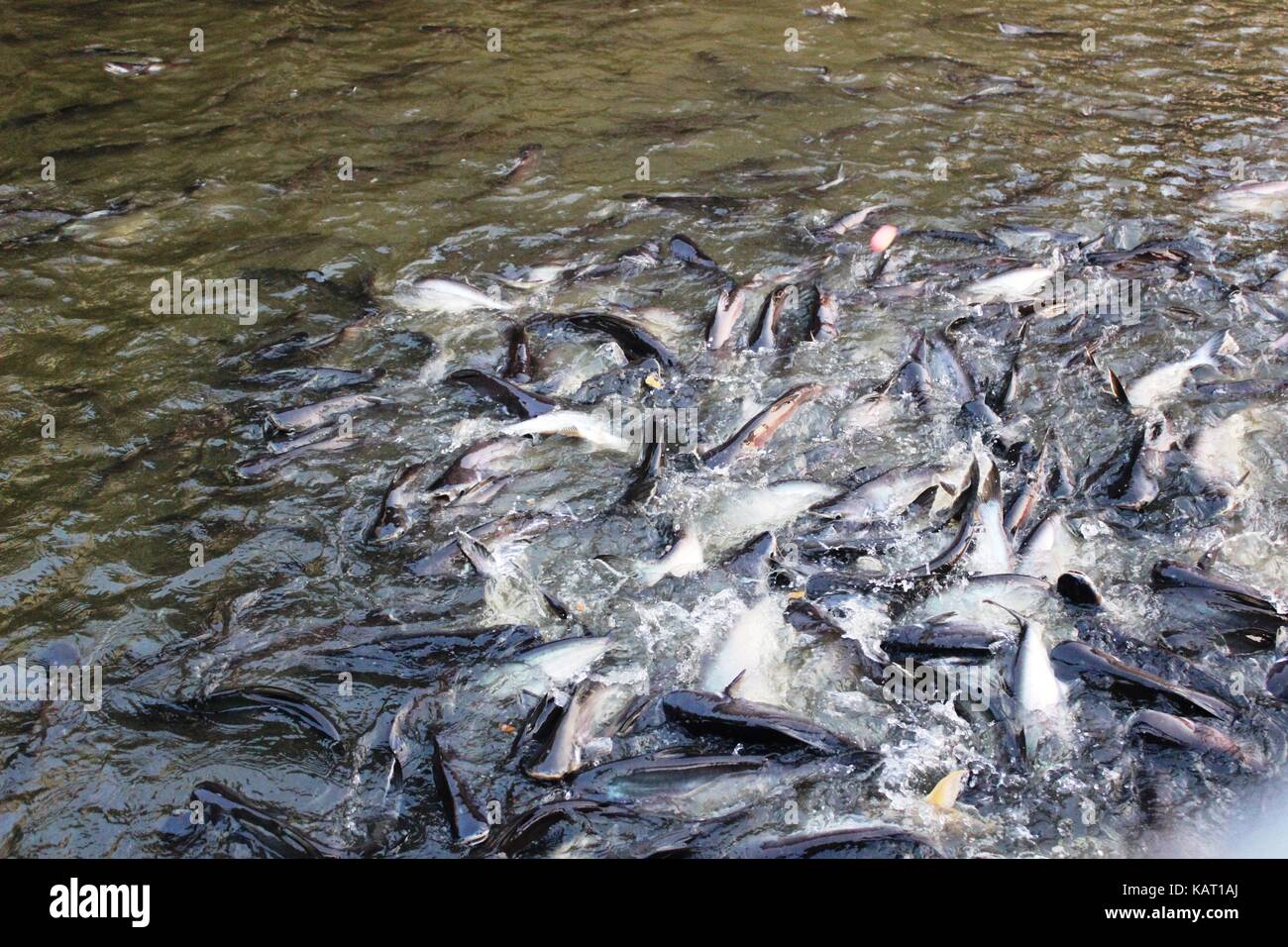 Pesce constatato in Bangkok Foto Stock
