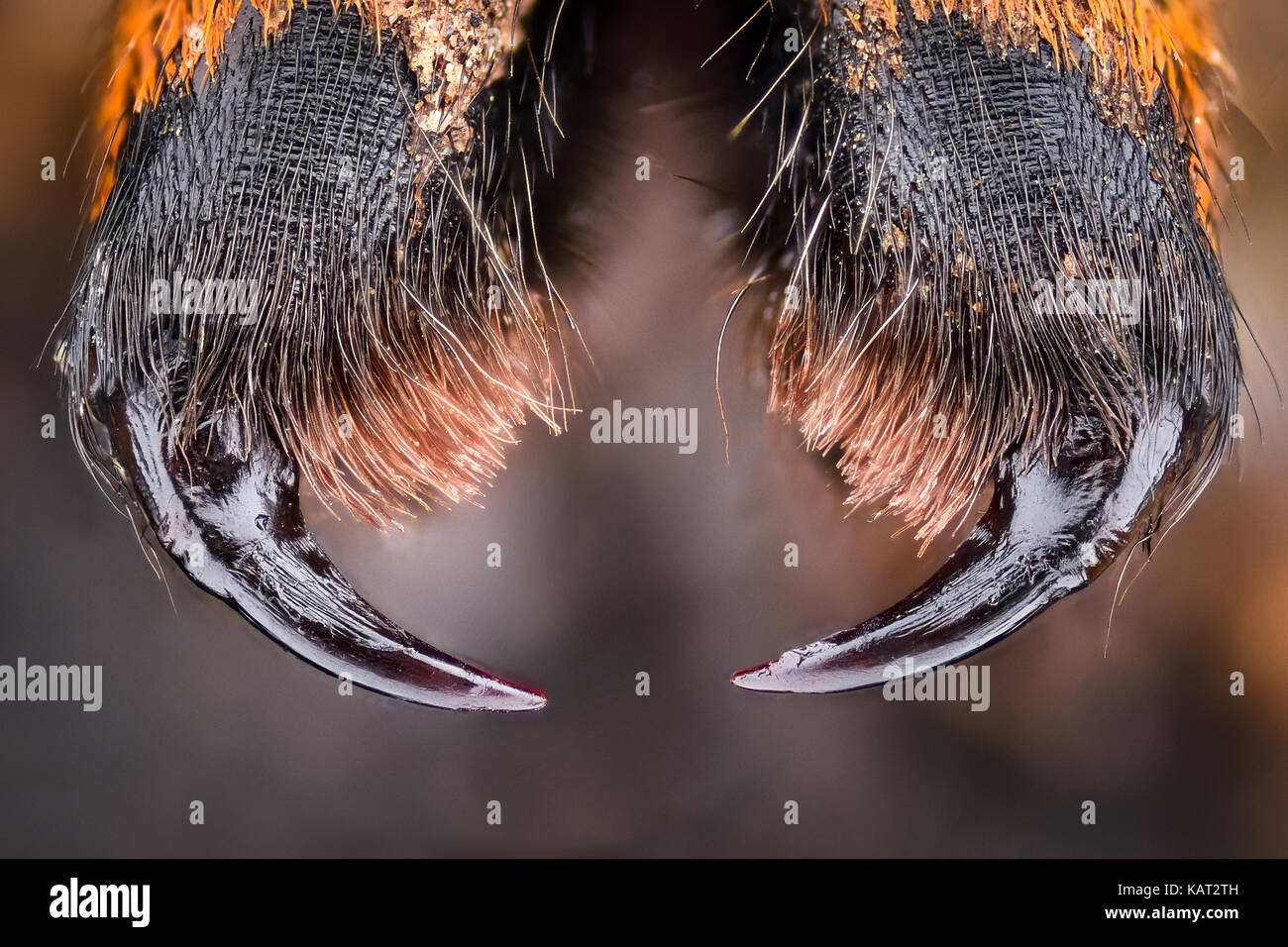 Ingrandimento estreme - Wolf Spider (Lycosidae) Foto Stock