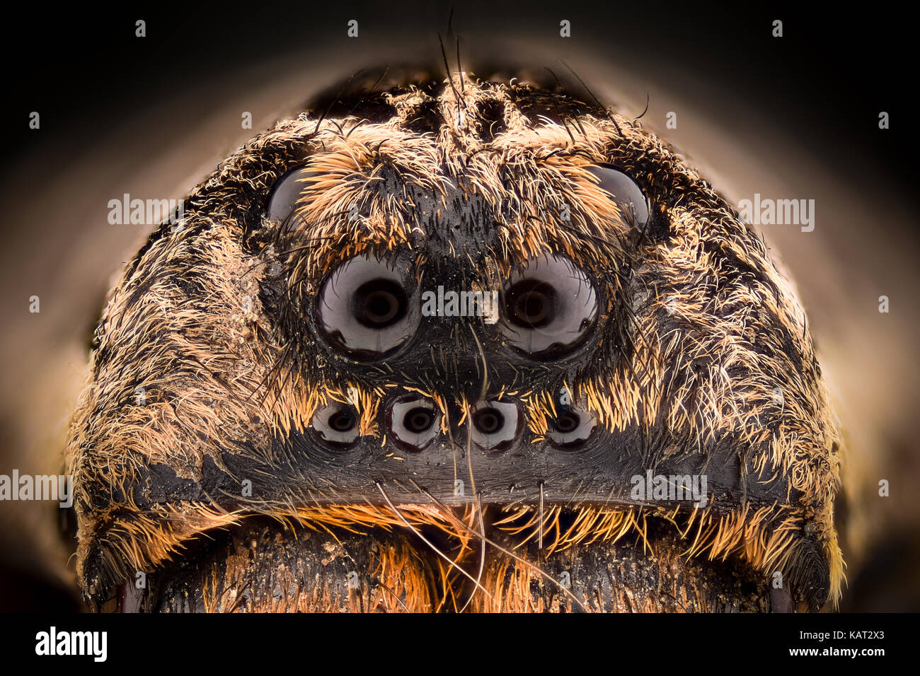 Ingrandimento estreme - Wolf Spider (Lycosidae) Foto Stock