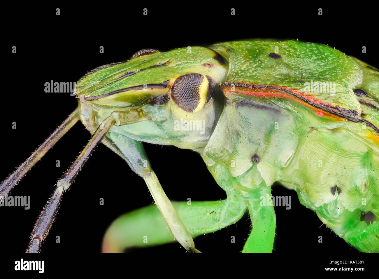 Extreme ingrandimento - Green stink bug nymph (Nezara antennata) Foto Stock