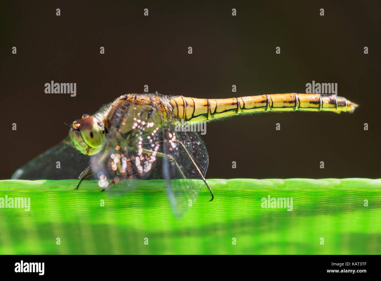 Libellula su slackline Foto Stock