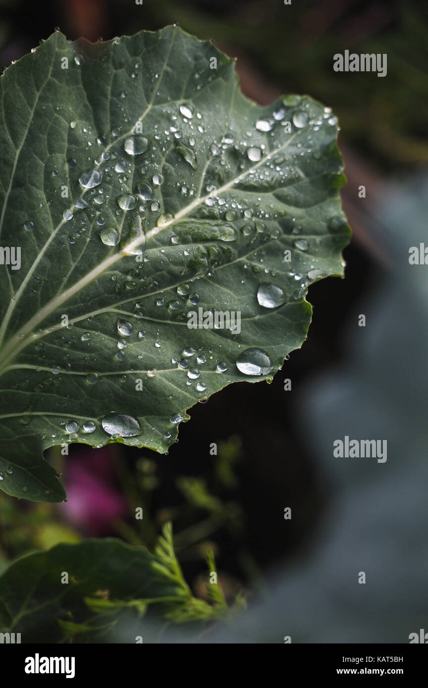 Inizio Rugiada di mattina su la foglia di cavolo close up. Foto Stock