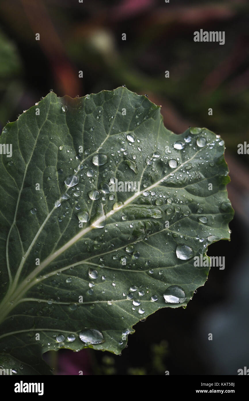Inizio Rugiada di mattina su la foglia di cavolo close up. Foto Stock