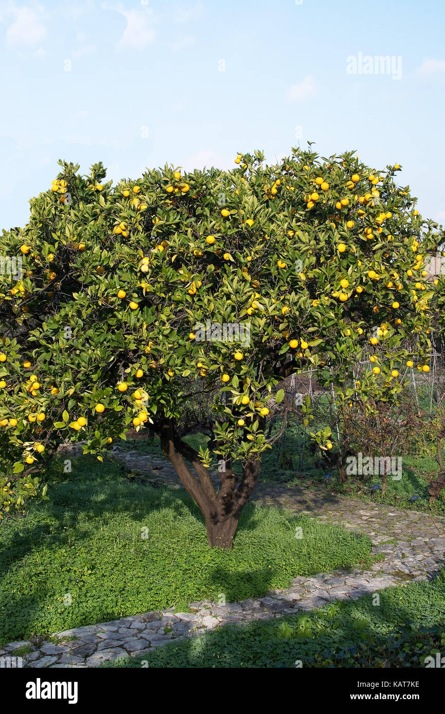 Arancio con frutti a maiorca isole baleari Spagna d'inverno. Foto Stock