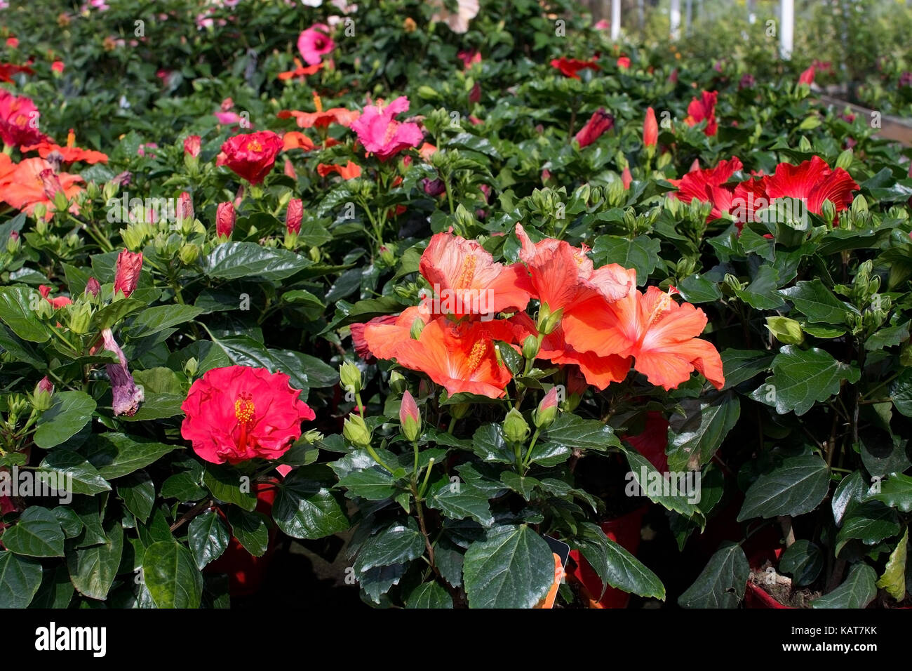 Rosa rosso fiori di ibisco, mallorca in gennaio. Foto Stock