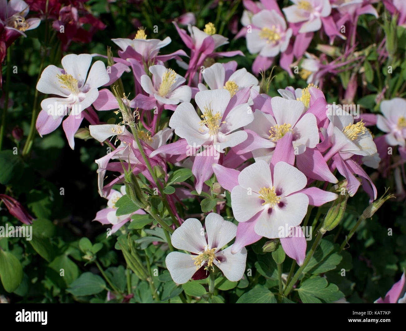 Aquilegia comune, nonna drink prima di andare a dormire, nonna cofano, aquilegia alpina europea, aquilegia vulgaris fiori. Foto Stock