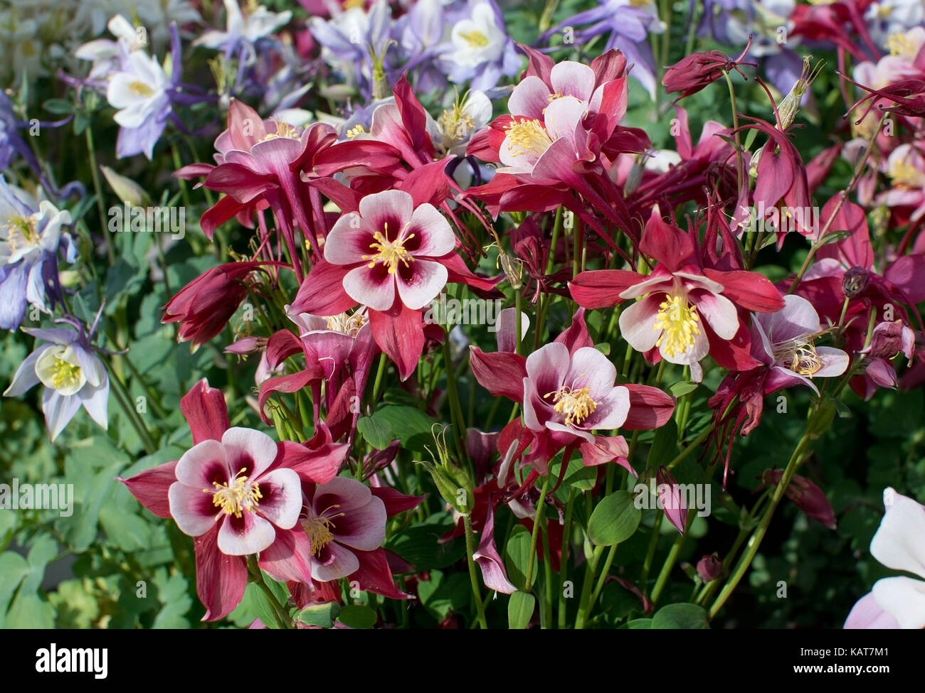 Aquilegia comune, nonna drink prima di andare a dormire, nonna cofano, aquilegia alpina europea, aquilegia vulgaris fiori. Foto Stock