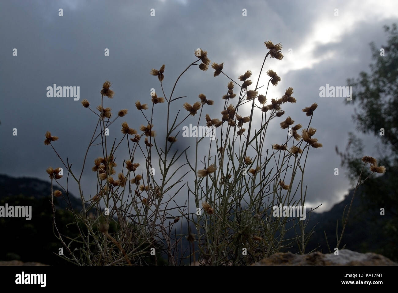 Asciugare le erbe selvatiche closeup contro il buio cielo nuvoloso a Maiorca, isole Baleari, Spagna. Foto Stock