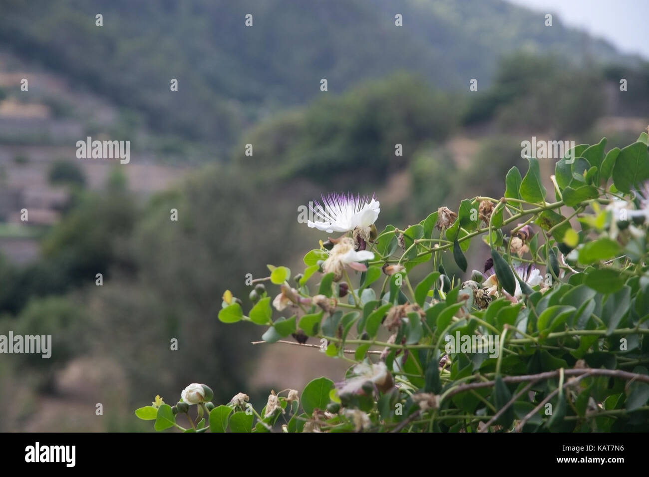 Wild capris fiori closeup in luglio, Maiorca, isole Baleari, Spagna. Foto Stock