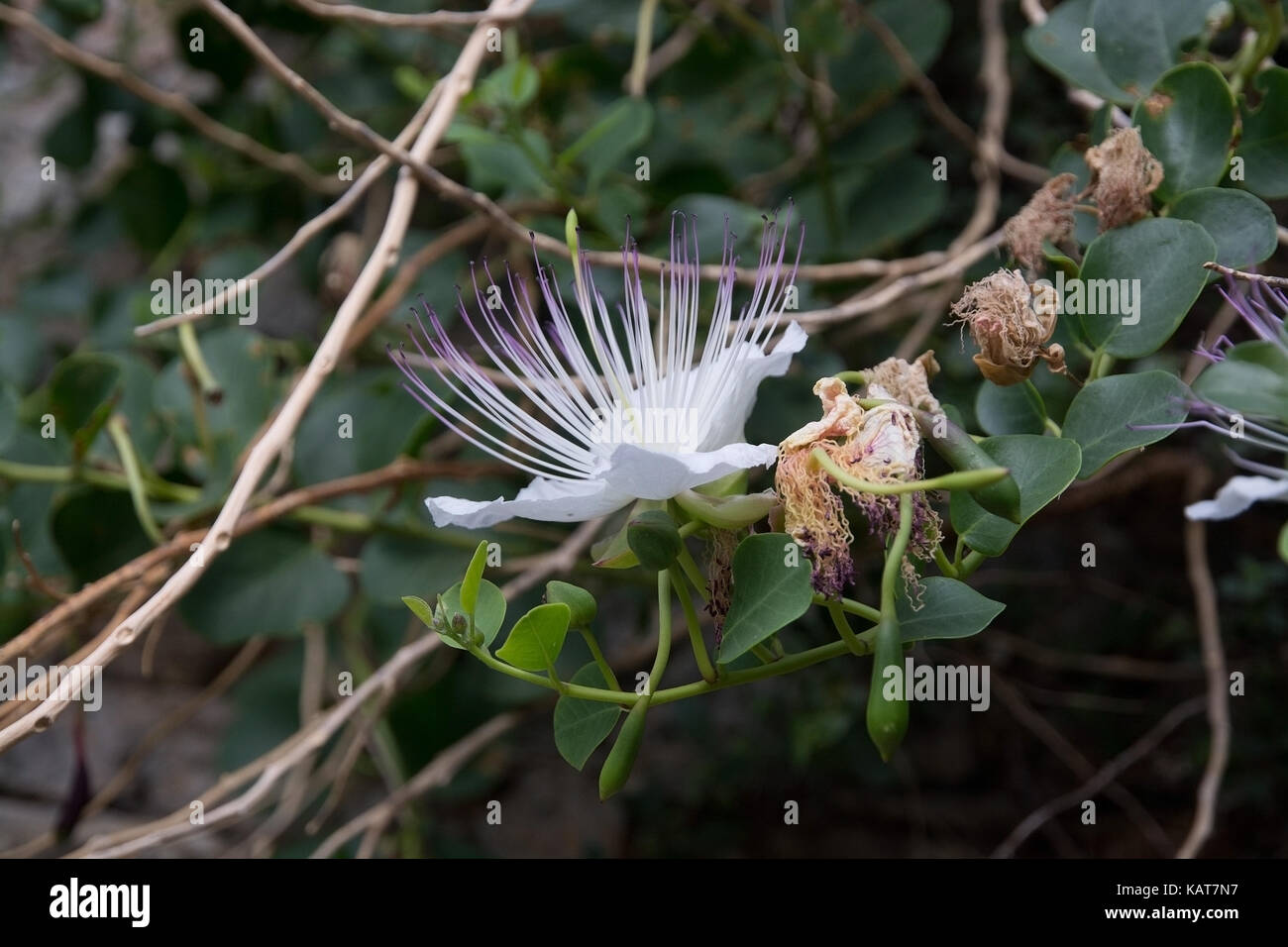 Wild capris fiori closeup in luglio, Maiorca, isole Baleari, Spagna. Foto Stock