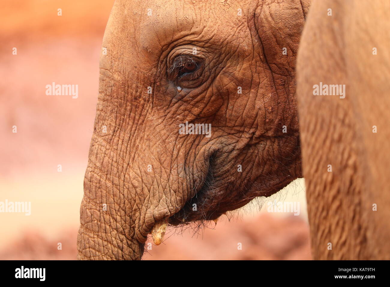 Rimasto orfano elefante - il david sheldrick Wildlife Trust - NAIROBI - KENYA Foto Stock