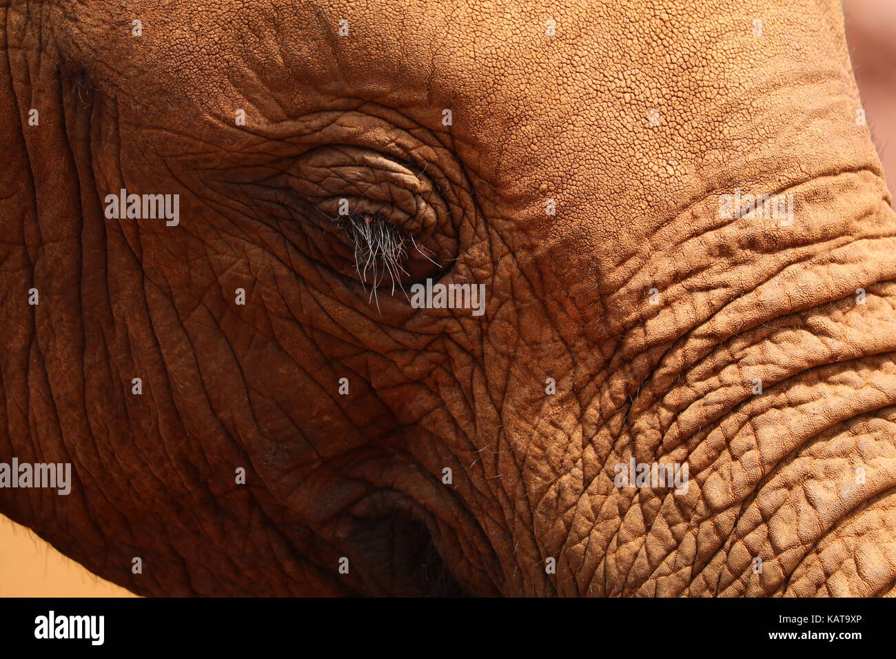 Rimasto orfano elefante - il david sheldrick Wildlife Trust - NAIROBI - KENYA Foto Stock