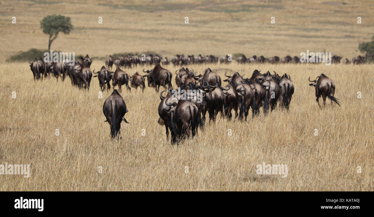 Gnu migrazione lungo il masai Mara - Kenya Foto Stock