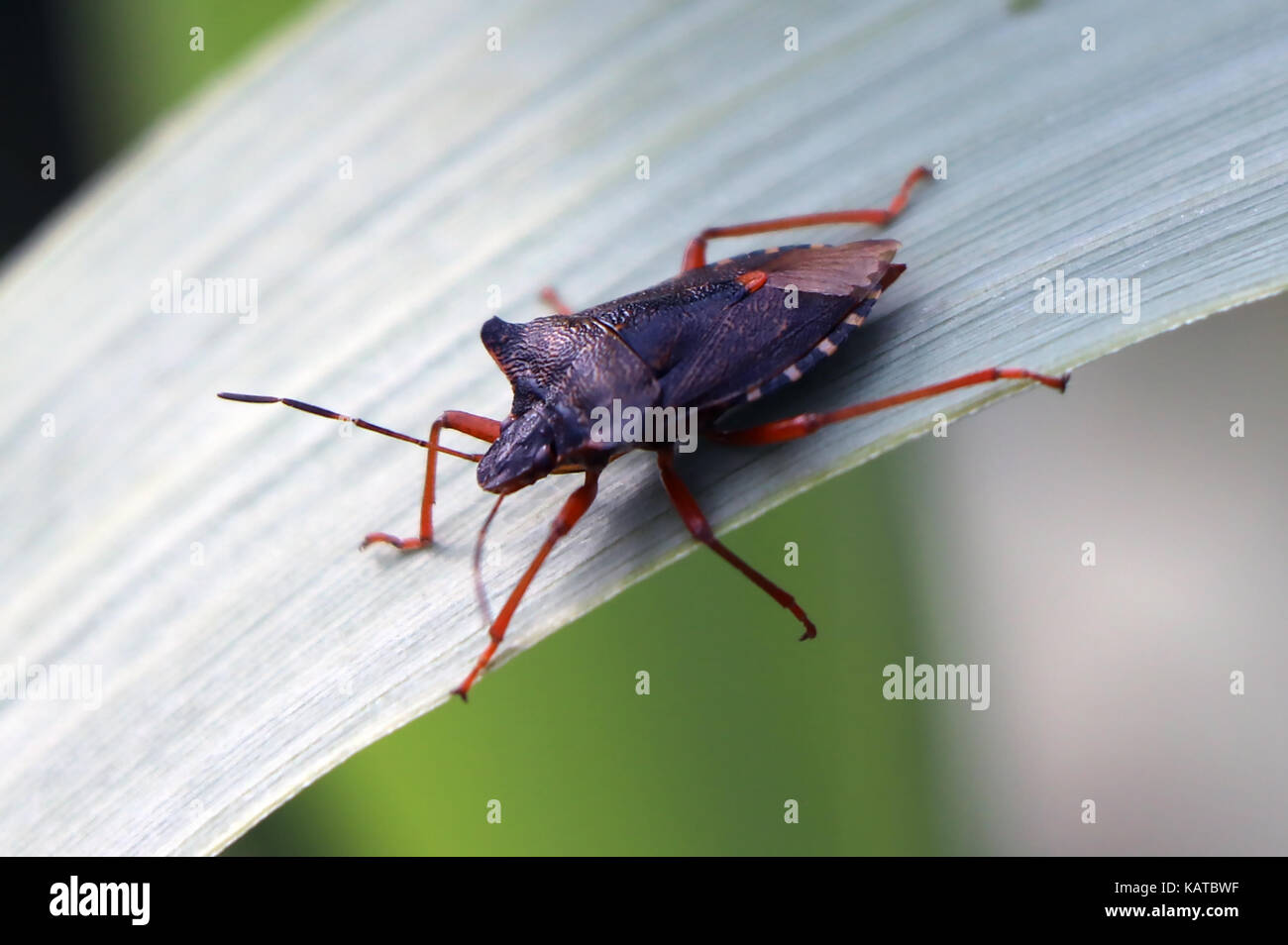 Foresta SHIELD BUG Pentatoma rufipes. Foto: Tony Gale Foto Stock