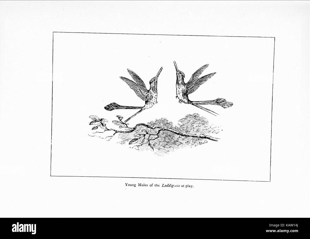 Meraviglie del mondo di uccelli (Pl. 7) (7995784075) Foto Stock