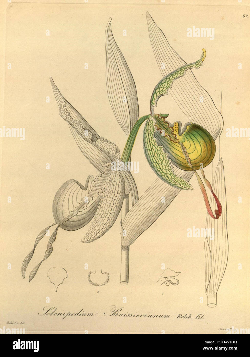 Questa illustrazione raffigura la Xenia orchidacea, una specie di orchidea, in un disegno dettagliato. Creata per scopi educativi, questa opera d'arte d'epoca è ospitata nella biblioteca Peter H. Raven del Missouri Botanical Garden. Riflette l'arte botanica della sua epoca, enfatizzando l'accuratezza scientifica nella rappresentazione delle specie vegetali. L'opera funge da riferimento storico per lo studio della morfologia vegetale. Foto Stock