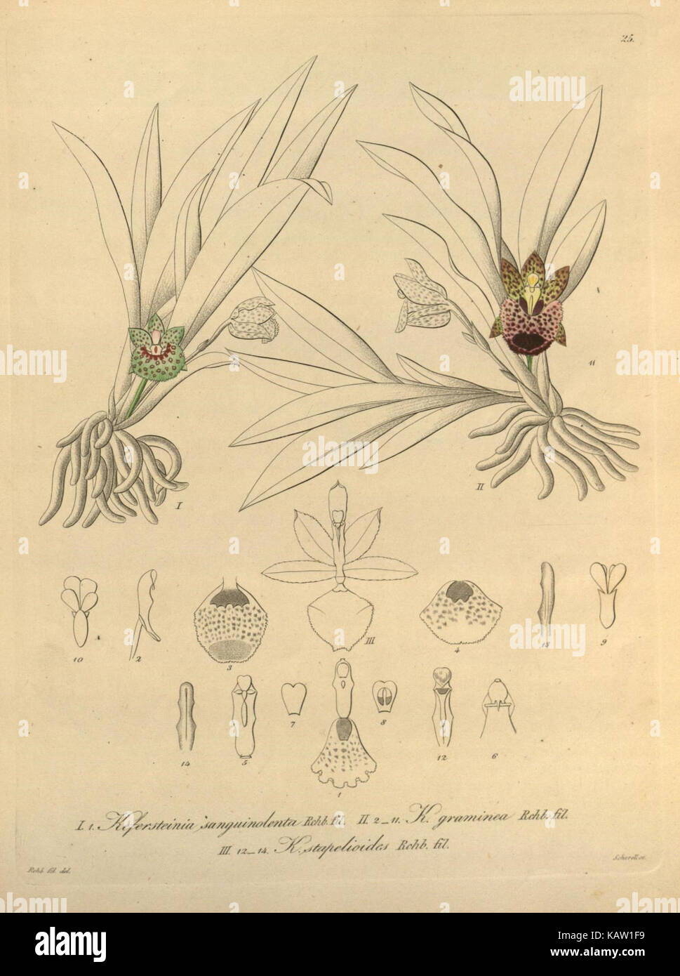 Xenia orchidacea (Fig. 25) (8559759742) Foto Stock