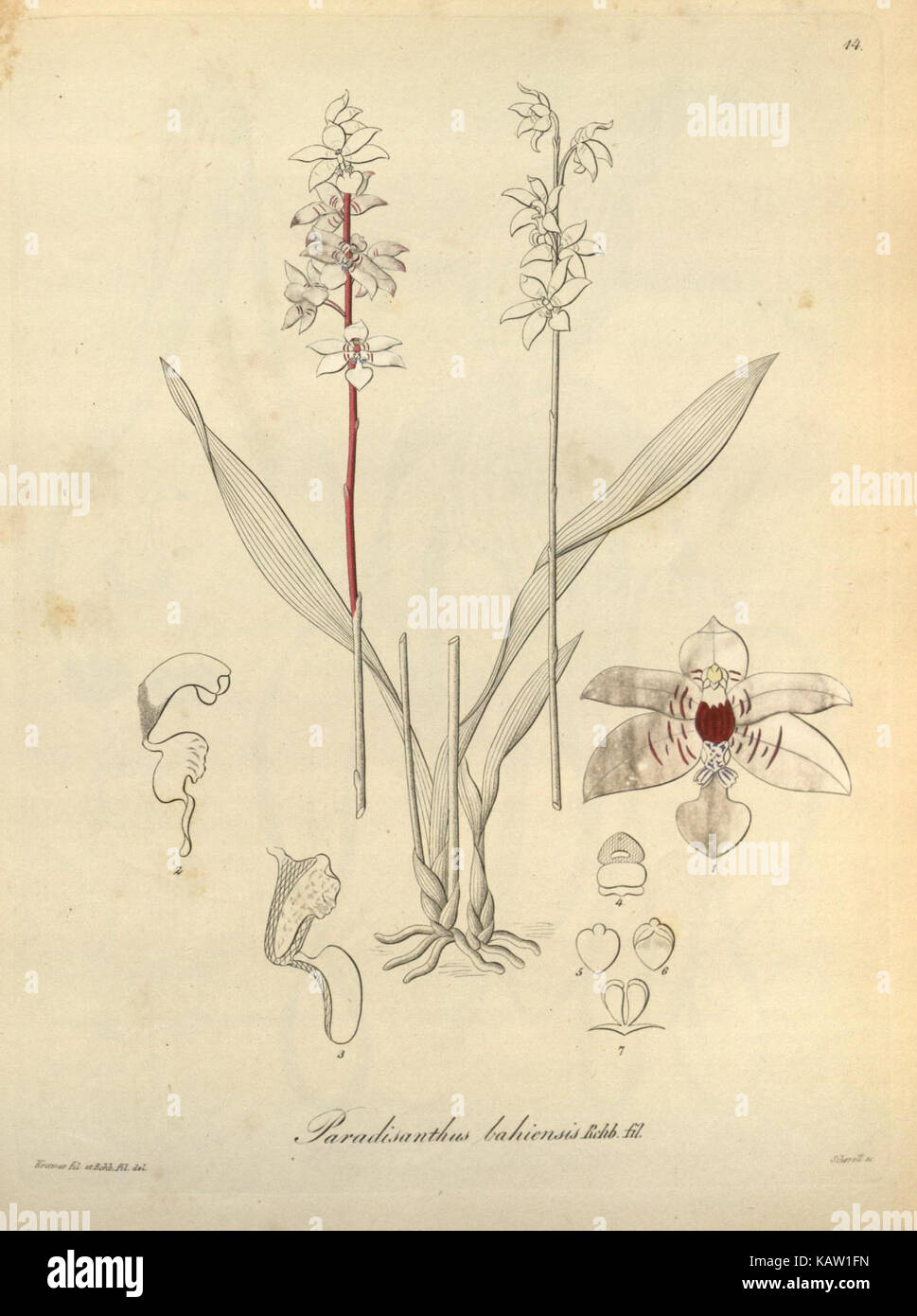 Xenia orchidacea (Fig. 14) (8559756936) Foto Stock