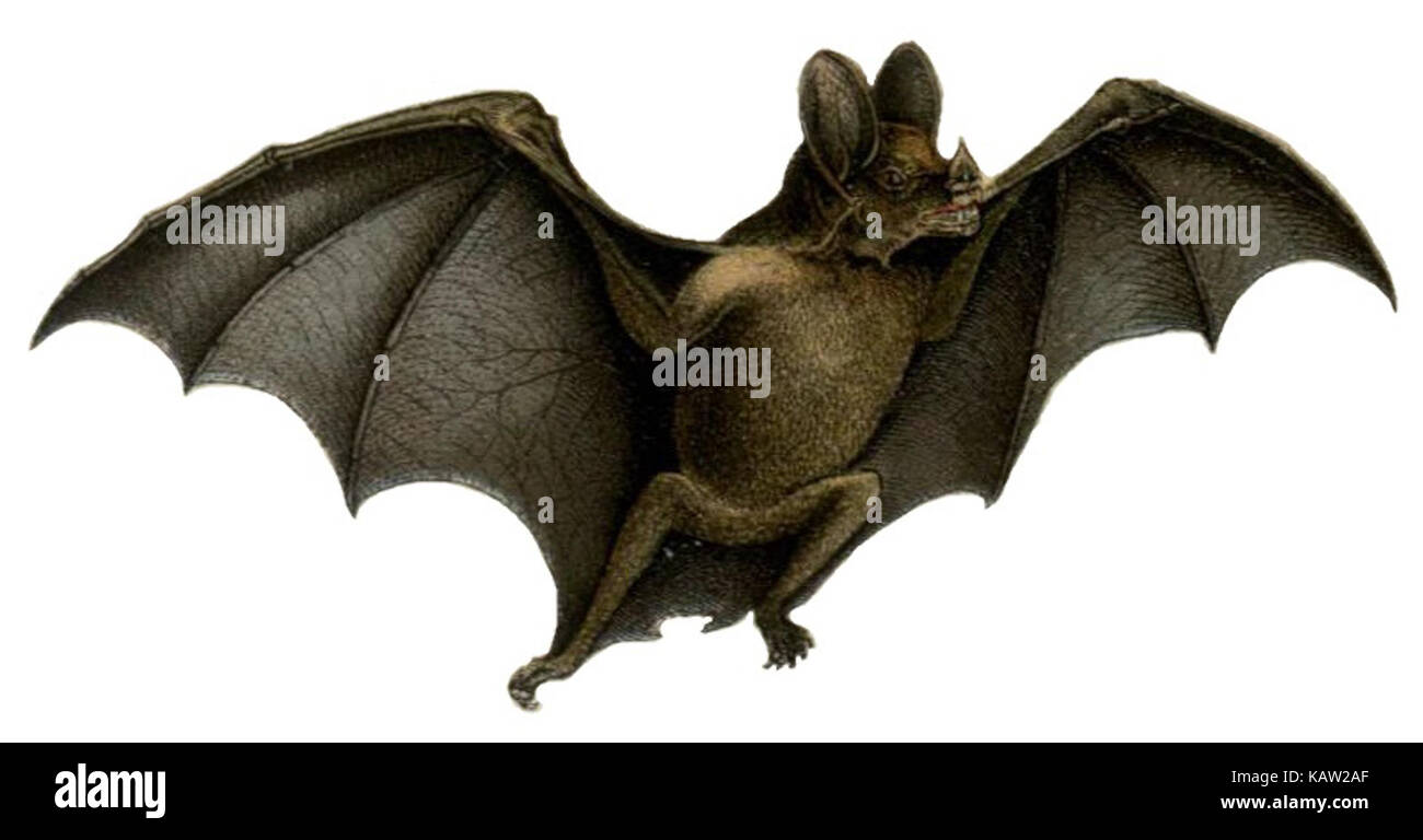 Questo disegno di un pipistrello vampiro su sfondo bianco presenta la creatura in dettaglio naturalistico. Fa parte di un libro di storia naturale, che illustra le caratteristiche uniche dei pipistrelli in contesti antichi e moderni. Foto Stock
