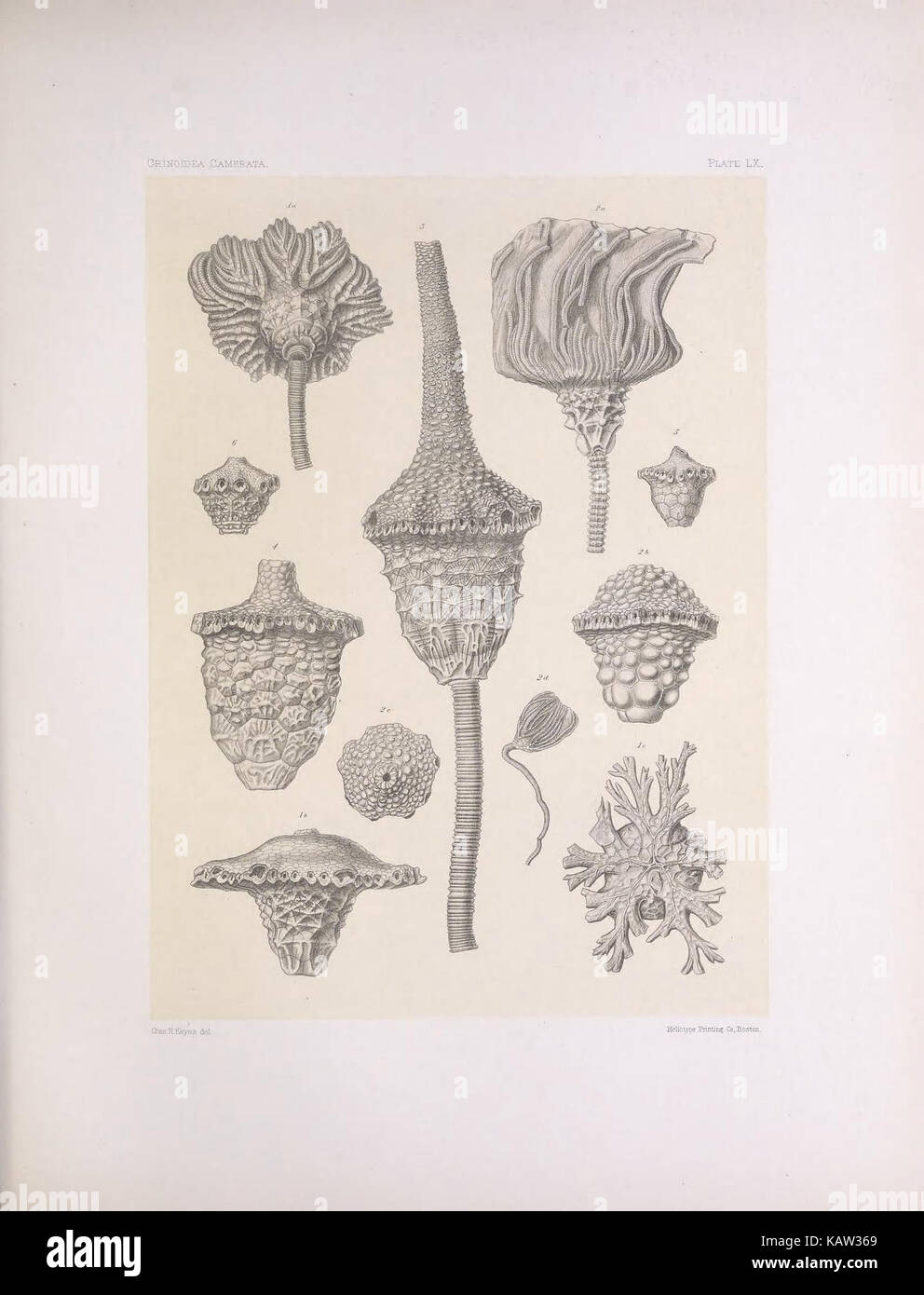 Questa targa tratta da una pubblicazione scientifica raffigura il nordamericano Crinoidea camerata, una specie di echinoderm. L'illustrazione evidenzia la struttura e le caratteristiche di questo organismo marino, che fa parte della classe Crinoidea che si trova nelle acque del Nord America. Foto Stock