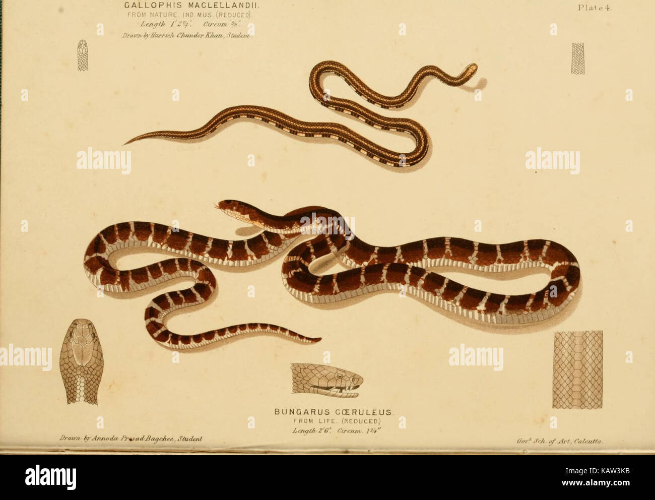 I serpenti velenosi dell india (piastra 4) (7341173822) Foto Stock