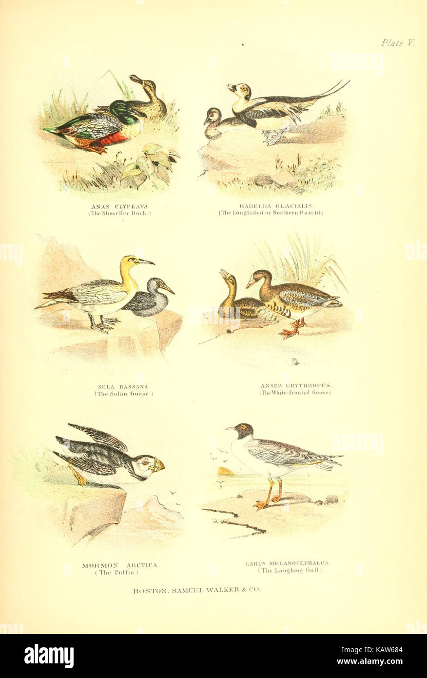 Questa illustrazione di "The Living World" mostra uno studio zoologico, che presenta animali e piante con un'enfasi sul loro ambiente naturale, evidenziando la ricchezza della diversità biologica. Foto Stock