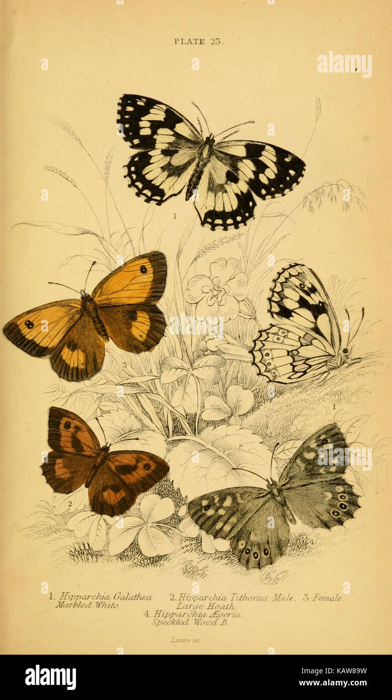 La storia naturale della British farfalle (piastra 23) (6077218994) Foto Stock