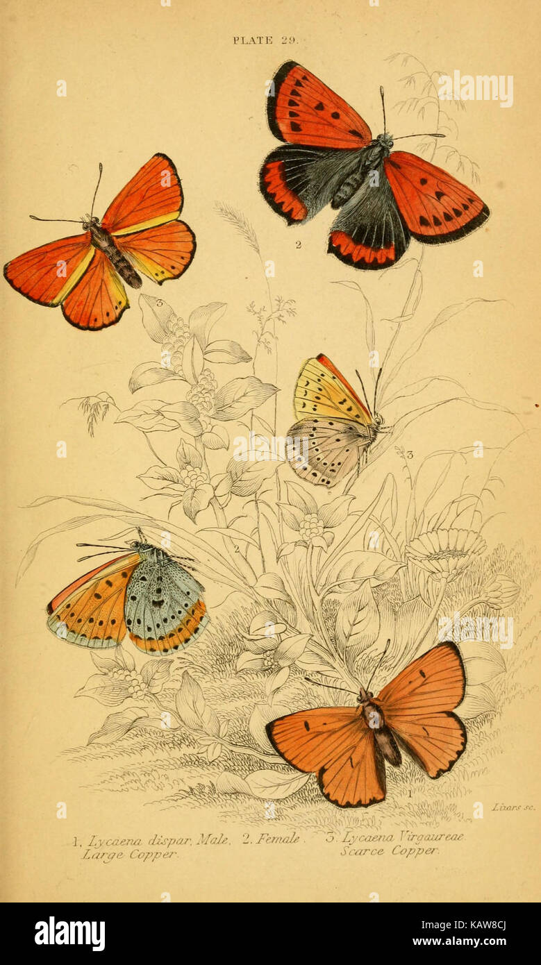 Questo piatto tratto da "la storia naturale delle farfalle britanniche" di Abraham Gottlob Werner, dipinto tra il 1749 e il 1817, illustra una varietà di farfalle britanniche. L'illustrazione dettagliata evidenzia le diverse specie trovate in Gran Bretagna durante quel periodo. Foto Stock