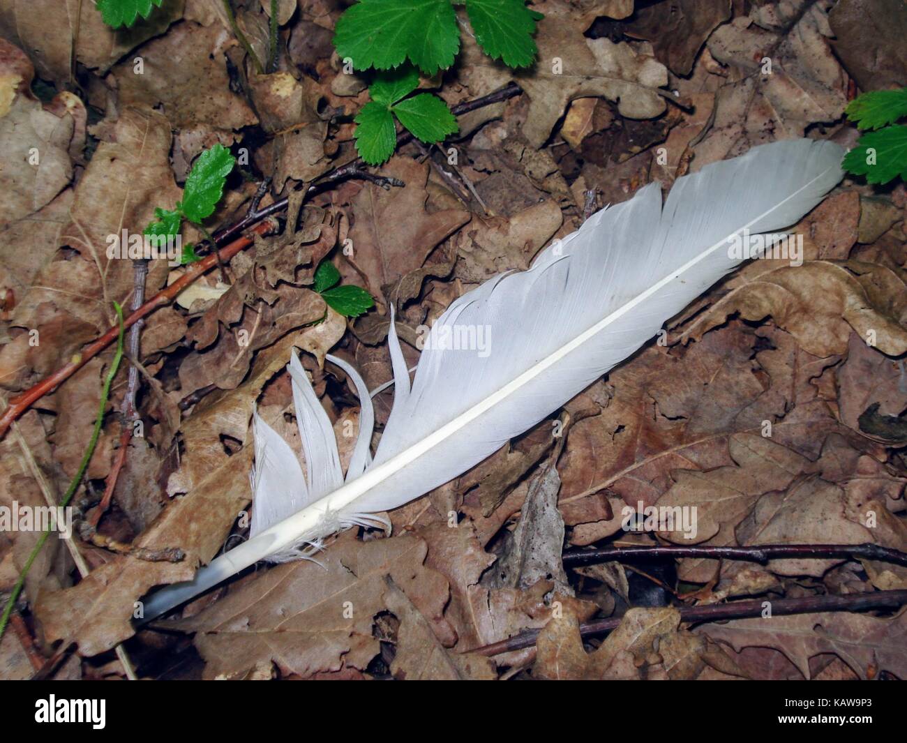 La piuma di un uccello sul substrato di foresta. Foto Stock