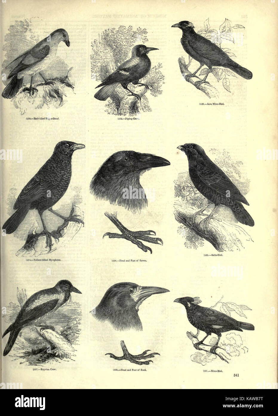 Il museo pittorico di natura animata (pagina 341) (6093050722) Foto Stock