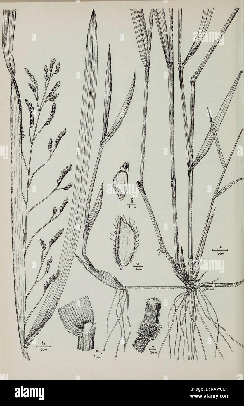 Il naturalista Vittoriano (pagina 66) BHL39905327 Foto Stock