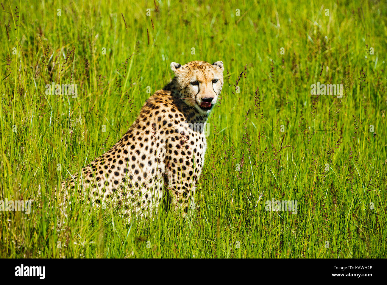 Ghepardo nell'erba in ambiente naturale dell'africa Foto Stock