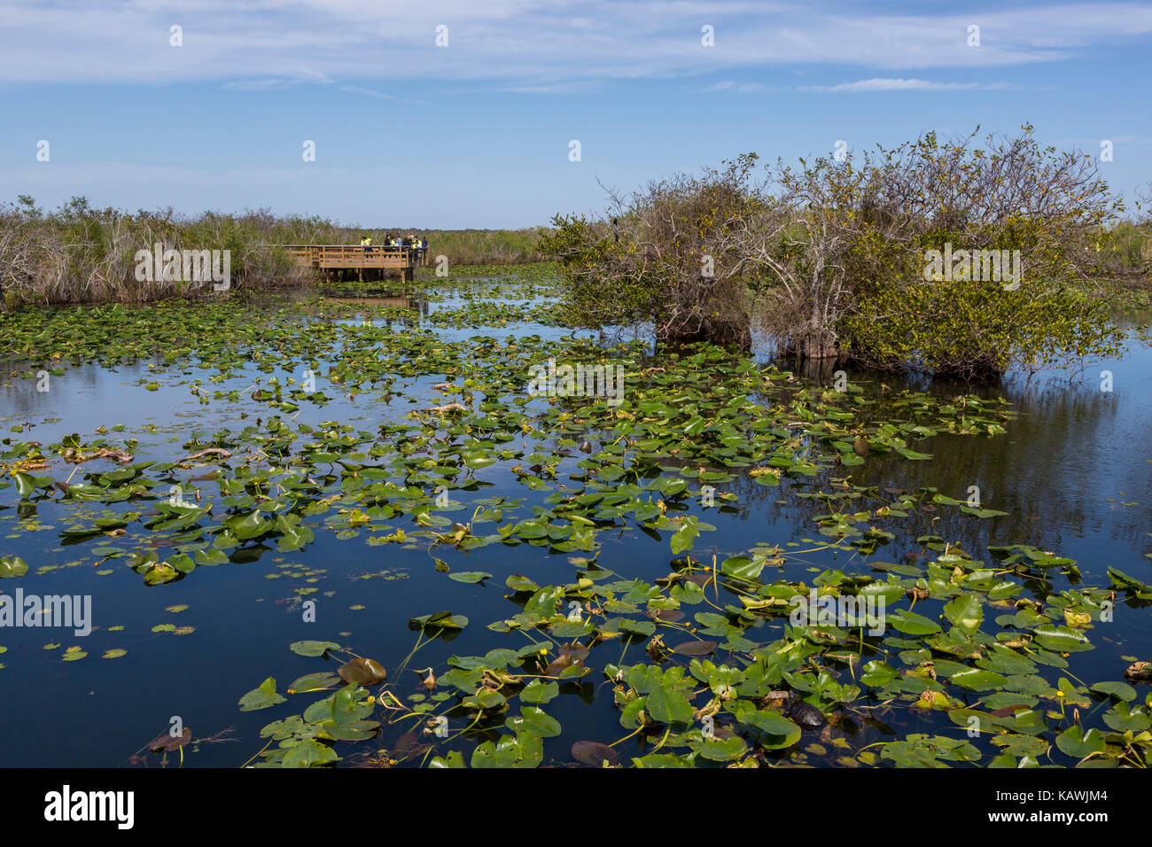 Parco nazionale delle Everglades, Florida. I visitatori su Anhinga Trail scheda elevata a piedi. Foto Stock