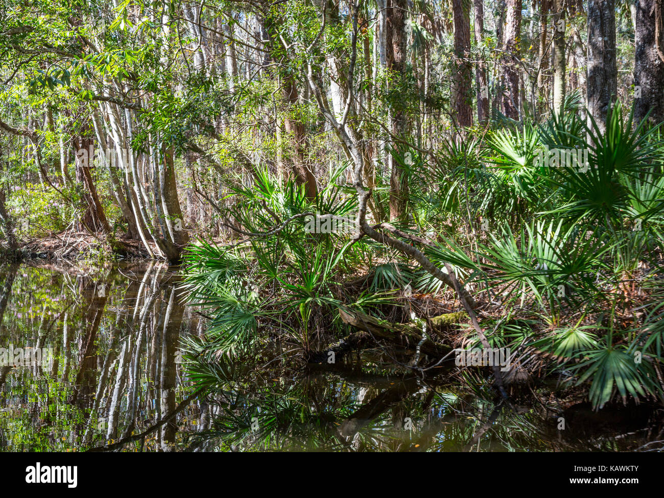 Homosassa Springs la fauna selvatica del Parco Statale, Florida, Stati Uniti d'America. Costa del Golfo della Florida vegetazione, Saw Palmetto (Serenoa repens), Pepe Creek. Foto Stock