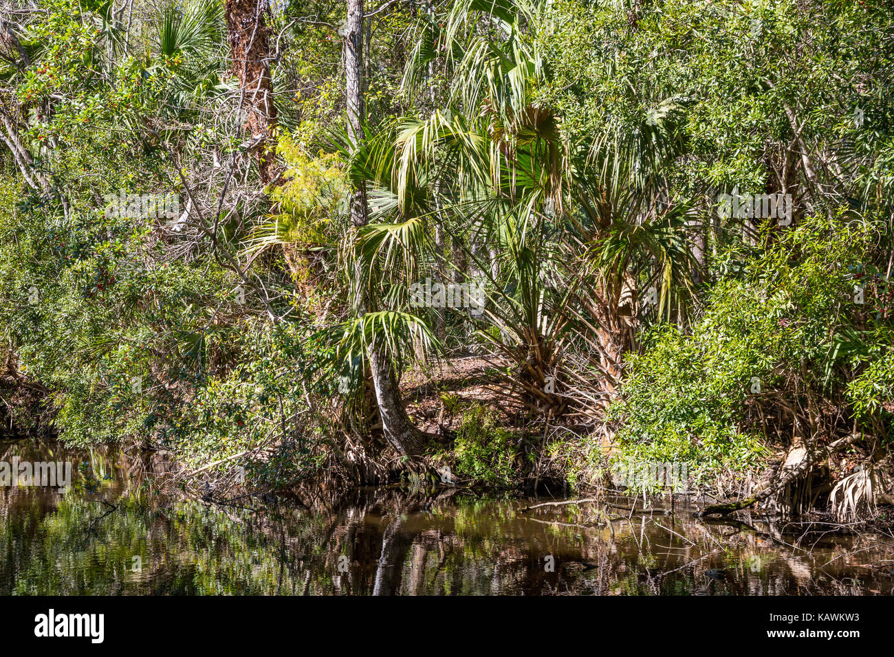 Homosassa Springs la fauna selvatica del Parco Statale, Florida, Stati Uniti d'America. Costa del Golfo della Florida vegetazione, Sabal Palm, Pepe Creek. Foto Stock