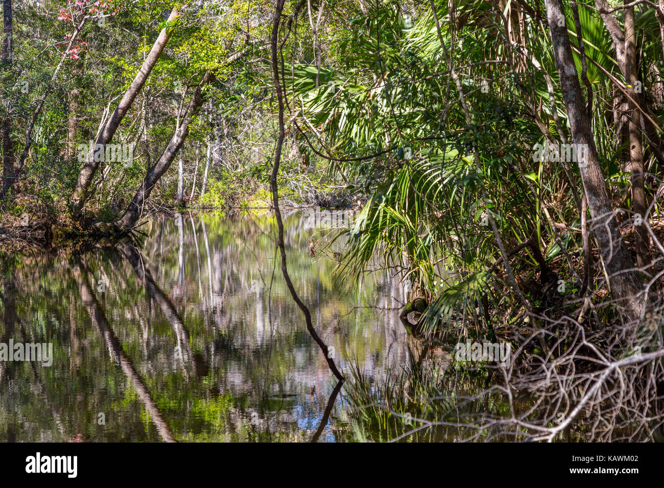 Homosassa Springs la fauna selvatica del Parco Statale, Florida, Stati Uniti d'America. Pepe Creek vegetazione. Foto Stock