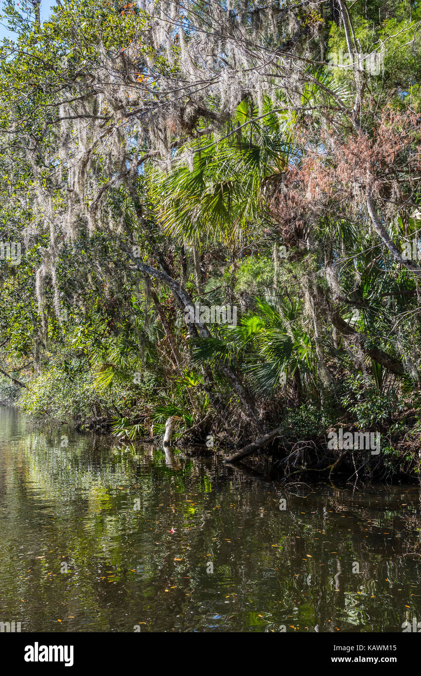 Homosassa Springs la fauna selvatica del Parco Statale, Florida, Stati Uniti d'America. Costa del Golfo della Florida vegetazione, Pepe Creek. Muschio spagnolo. Foto Stock