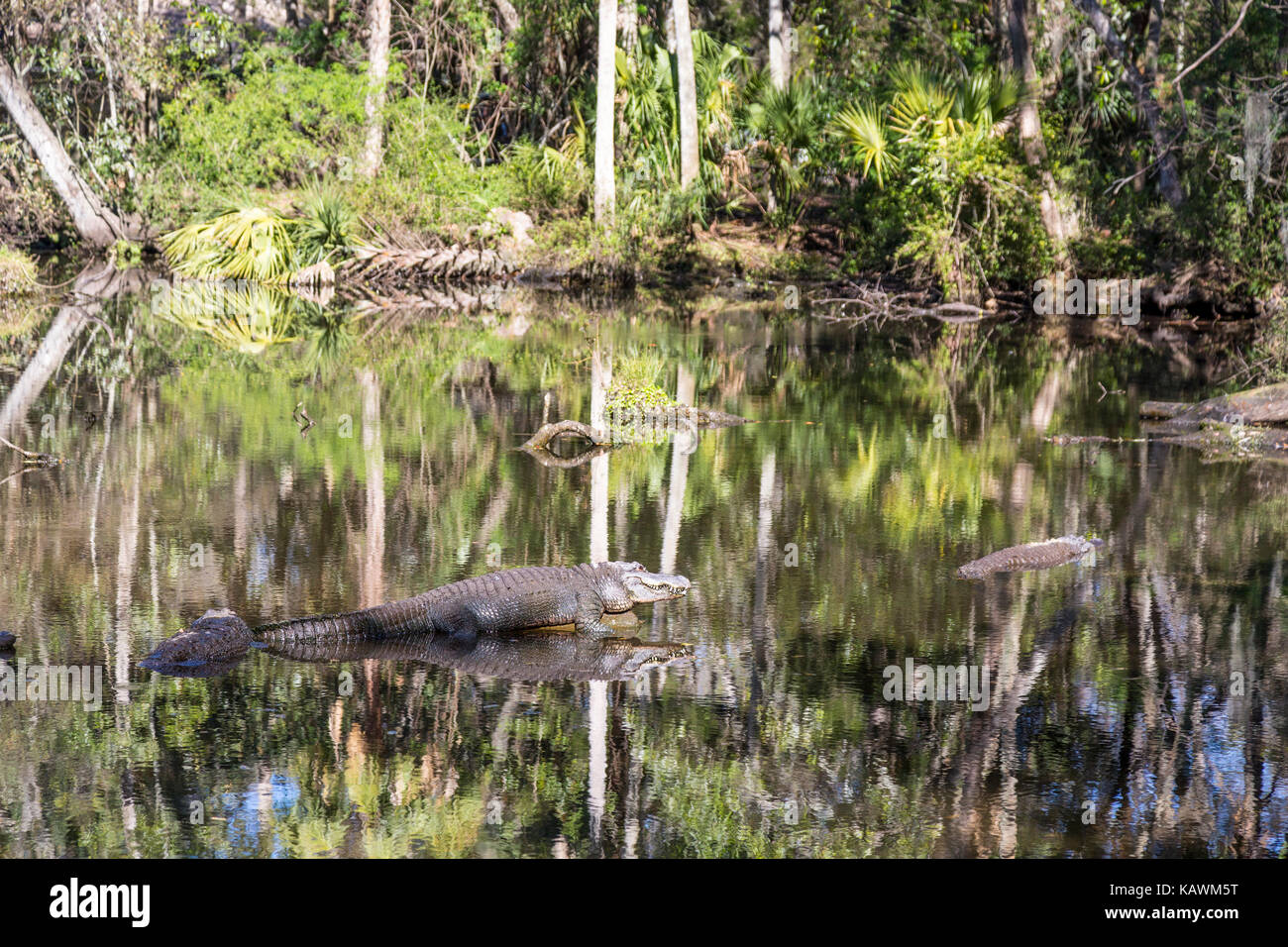 Homosassa Springs la fauna selvatica del Parco Statale, Florida, Stati Uniti d'America. Il coccodrillo americano. Foto Stock