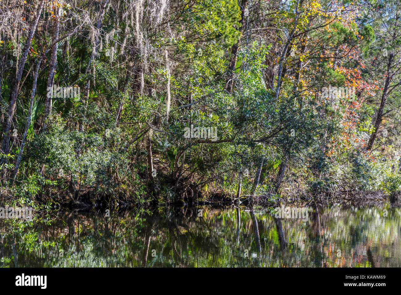 Homosassa Springs la fauna selvatica del Parco Statale, Florida, Stati Uniti d'America. Costa del Golfo della Florida vegetazione e muschio Spagnolo, Pepe Creek. Foto Stock