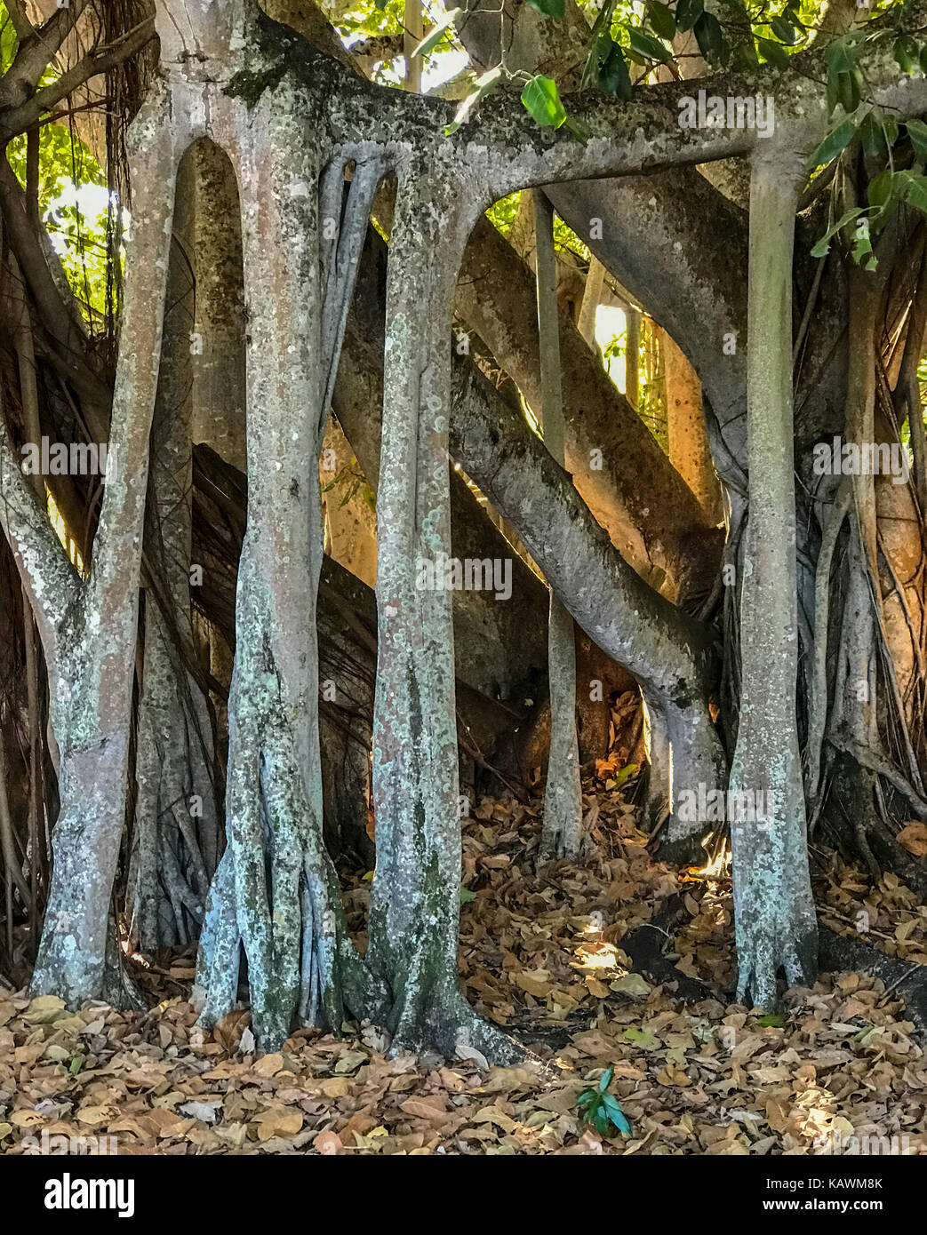 Ft. Myers, Florida, Stati Uniti d'America. Banyan Tree (ficus benghalensis) radici aeree, Thomas Edison Inverno Estate. Più grande banyan negli Stati Uniti continentali. Foto Stock