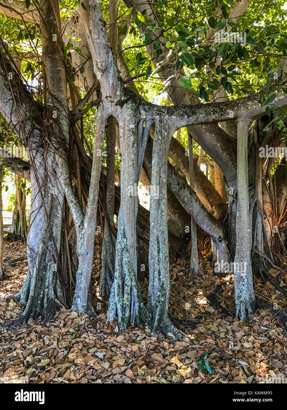 Ft. Myers, Florida, Stati Uniti d'America. Banyan Tree (ficus benghalensis) radici aeree, Thomas Edison Inverno Estate. Più grande banyan negli Stati Uniti continentali. Foto Stock