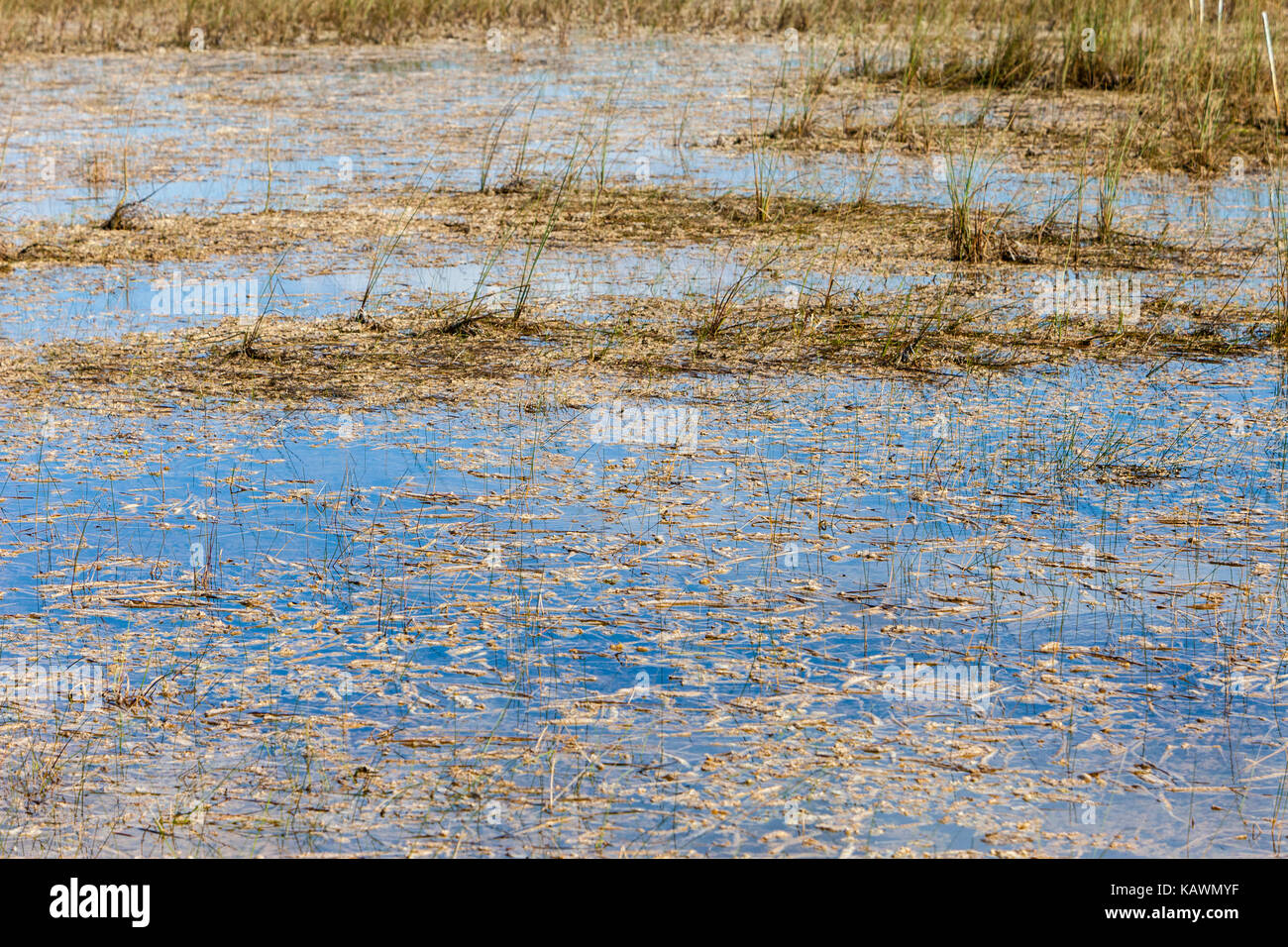 Parco nazionale delle Everglades, Florida. Periphyton crescente sulla superficie della vegetazione delle zone umide nella valle di squalo ecosistema. Foto Stock