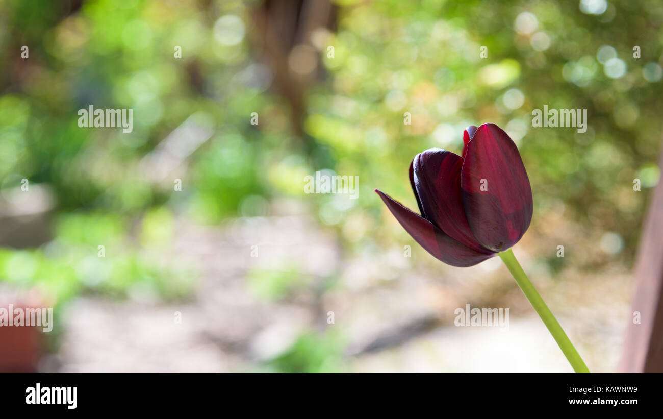 Black Tulip close up bokeh di fondo Foto Stock