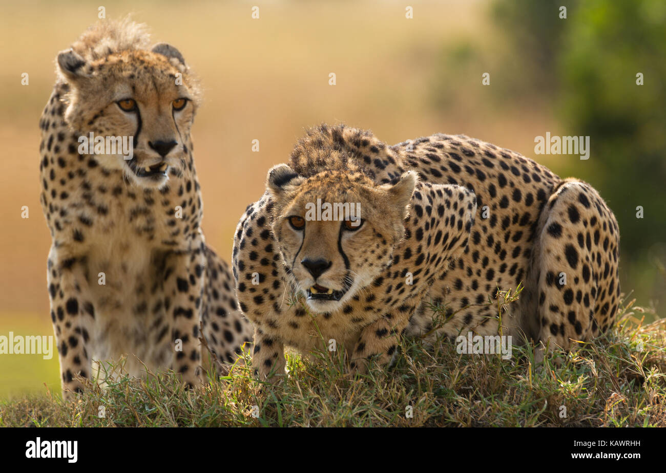 Due ghepardi (Acinonyx jubatus) sul tumulo turmite stalking preda del Masai Mara, Kenya Foto Stock