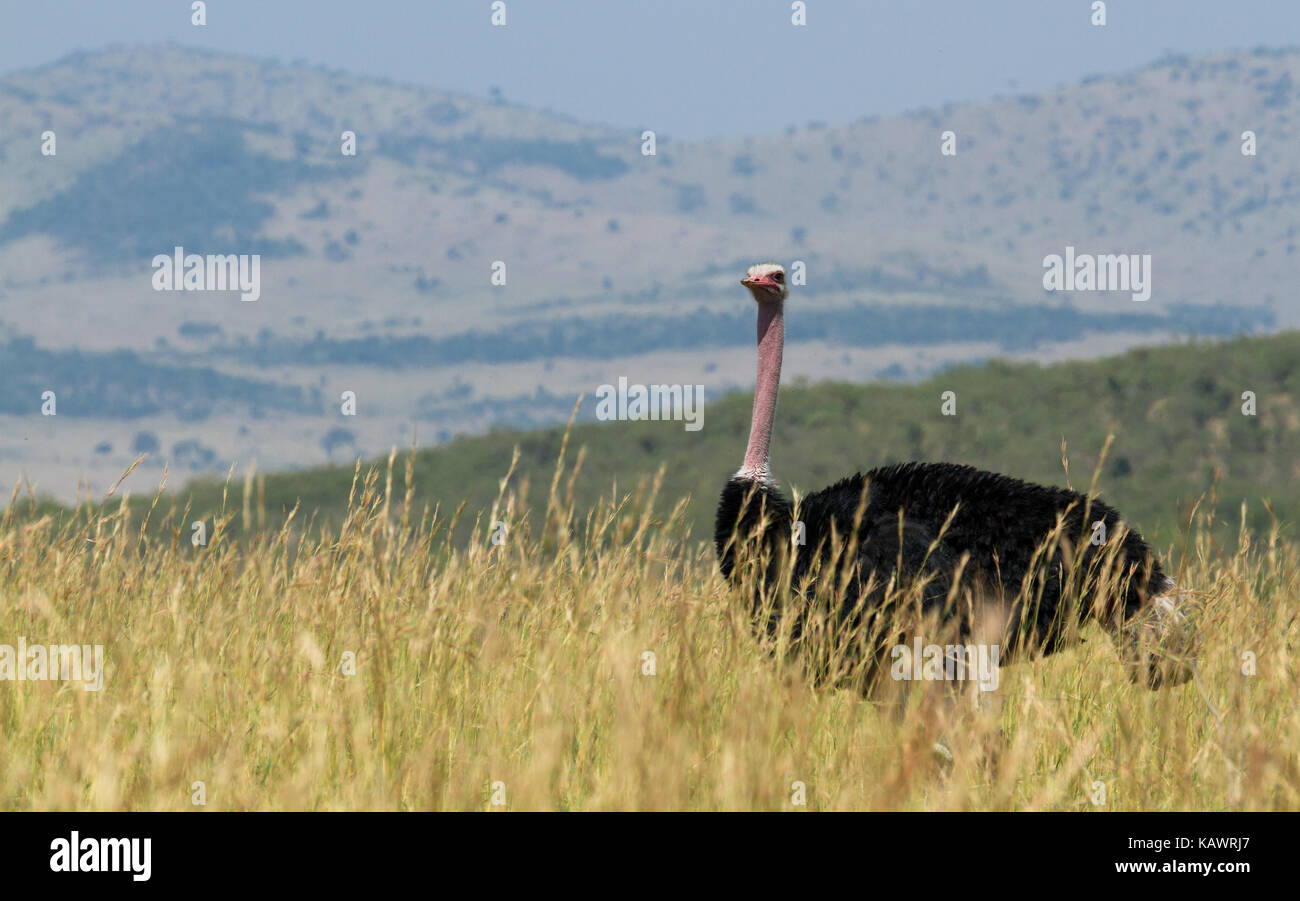 Struzzo uccello (Struthio camelus) passeggiate sulle pianure del Masai Mara, Kenya Foto Stock