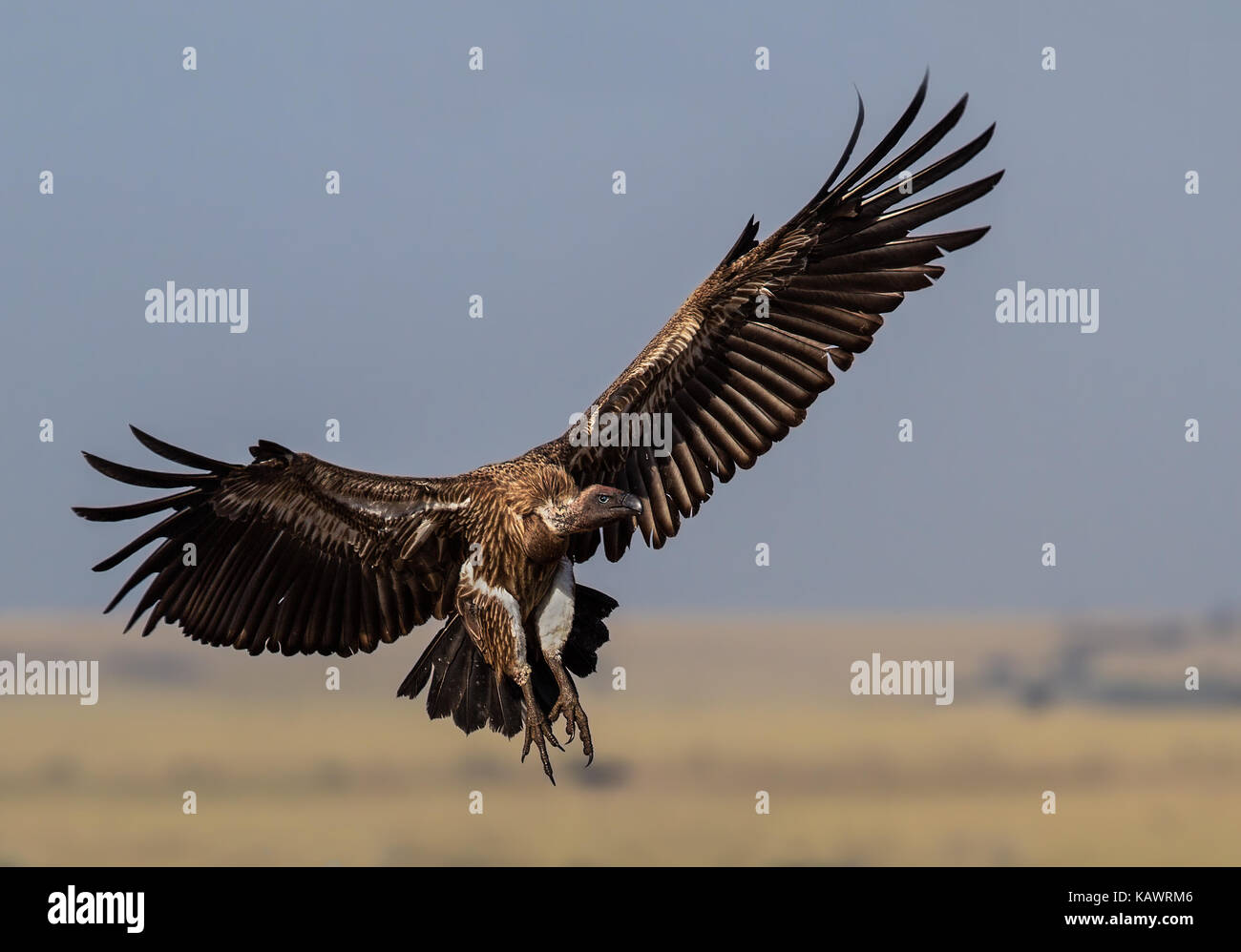 Avvoltoio in volo nel Masai Mara, Kenya Foto Stock