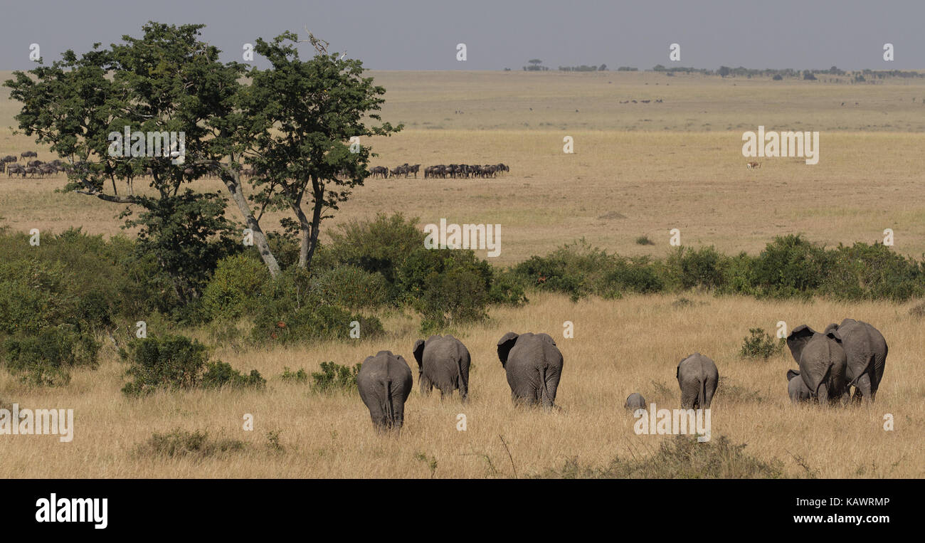 Elefante africano (Loxodonta africana) allevamento camminare attraverso la savana del Masai Mara, Kenya Foto Stock