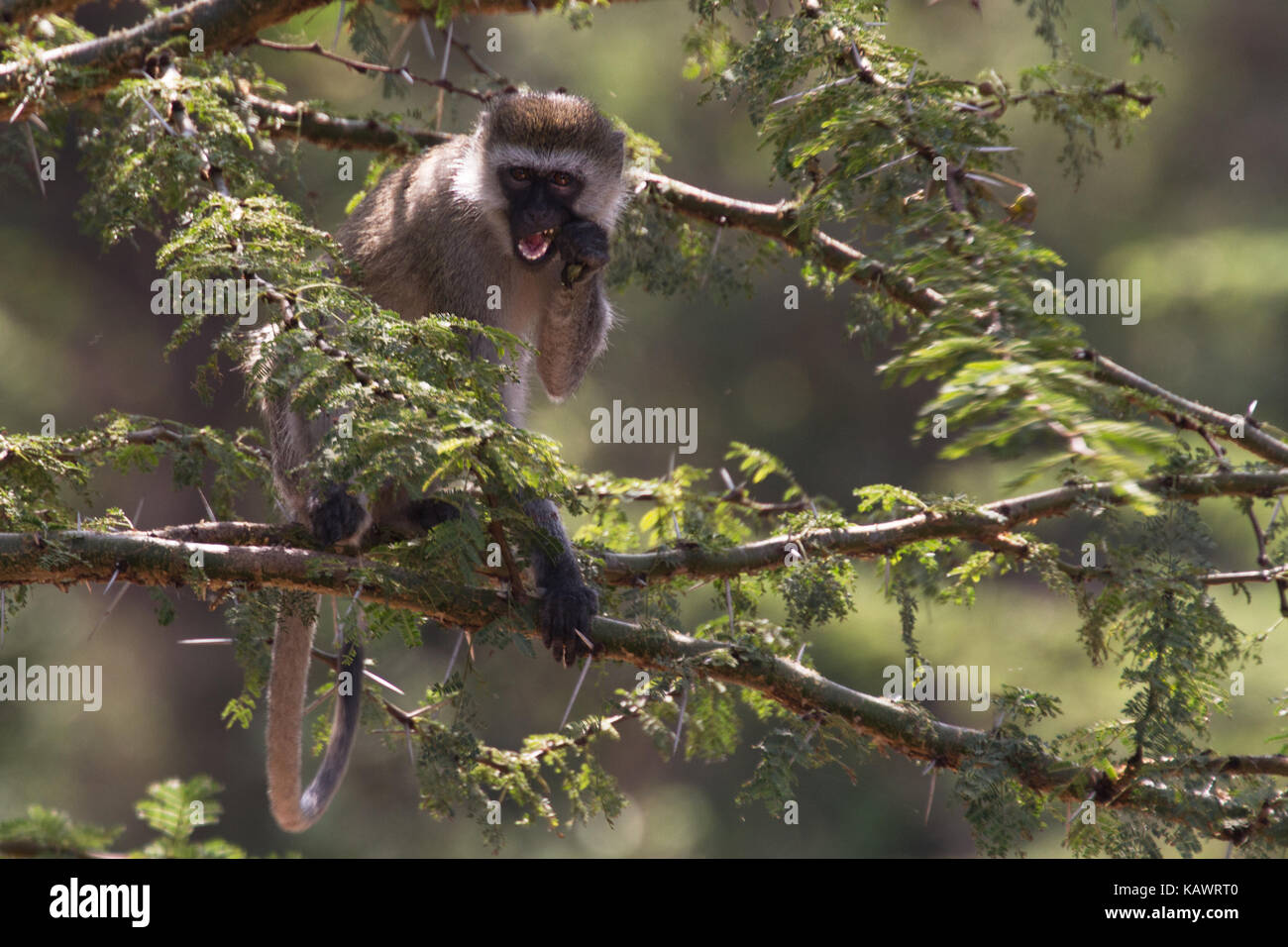 Vervet Monkey (Chlorocebus pygerythrus) mangiare la frutta e la vegetazione nella struttura ad albero del Masai Mara, Kenya Foto Stock